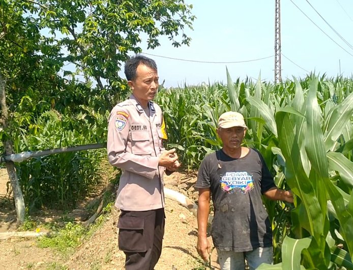 Polsek Wungu Dukung Ketahanan Pangan Melalui Pendampingan Petani Jagung